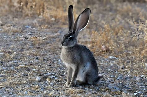 Jackrabbit Vs Rabbit Know The Similarities And Differences Rabbit