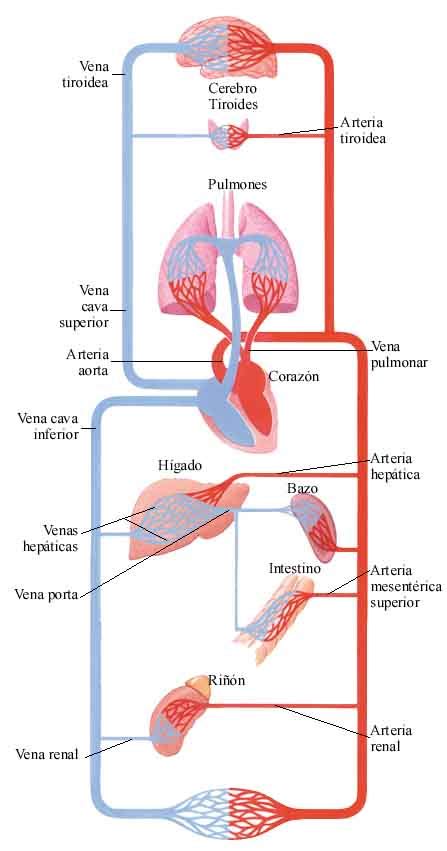 El Aparato Circulatorio La Circulación