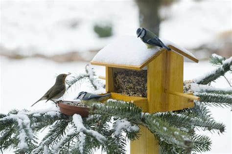 Sie beleben durch ihr buntes treiben den garten, erfreuen uns durch ihren gesang und haben schädlinge zum fressen gern. Sollte man Vögel im Garten füttern? - Plantura