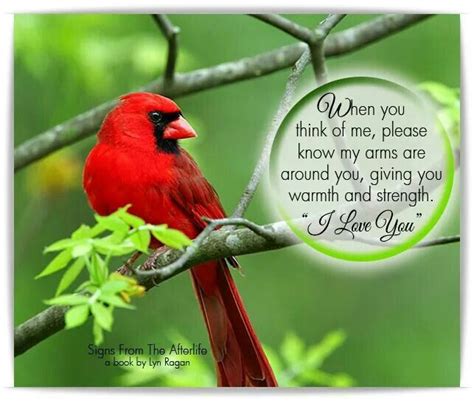 Quotes About Cardinal Bird 24 Quotes