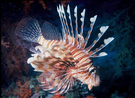 무료 이미지 : 수중, 열렬한, 동물 상, lionfish, 수영, 암초, 수족관, 선박, 탱크, 이국적인, 전갈, 위험한