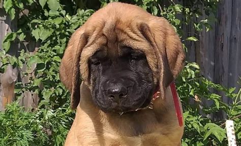 15 Historical Facts About English Mastiffs You Might Not Know Pettime