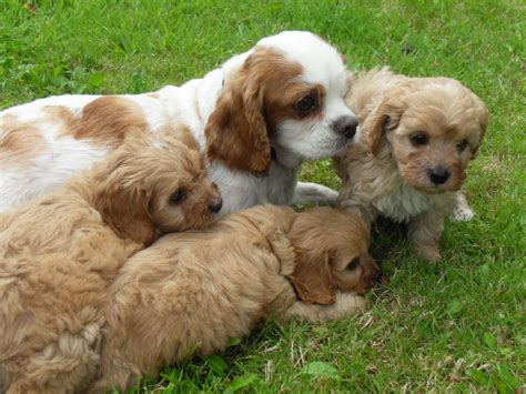 Maybe you would like to learn more about one of these? Cavapoo puppy | Ripley, Derbyshire | Pets4Homes