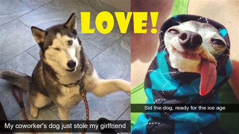 10 Hilarious Dog Snapchats That Are Impawsible Not To Laugh At
