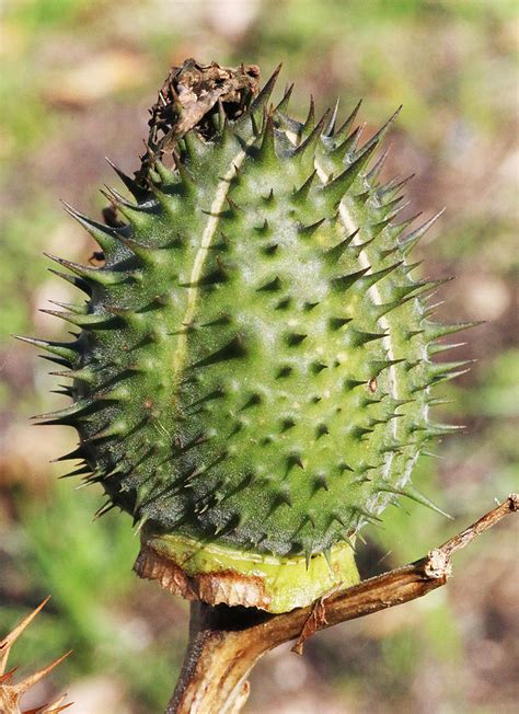 Green Thorn Apple Photograph By William Selander