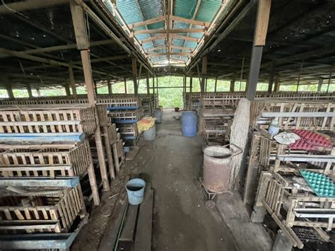 Abs Cbn News On Twitter Ilang Poultry Farm Na Nagpo Produce Itlog Ng Manok Sa San Jose