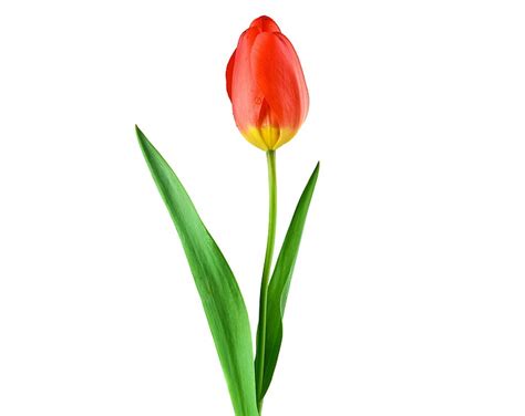 Hd Wallpaper Single Red Tulip Aero White Nature Tulips Flower