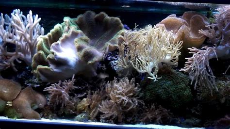 240 Soft Coral Reef Aquarium Youtube