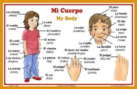 Definite Articlethe Plural And Body Parts Spanish Spx 4 Diagram