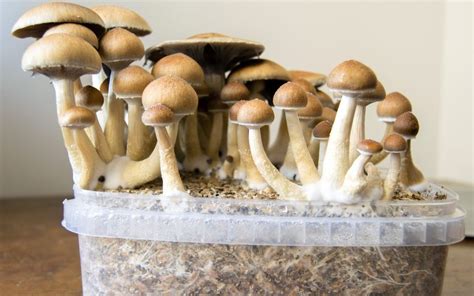 Denver Votes On Decriminalizing Magic Mushrooms Break The Matrix