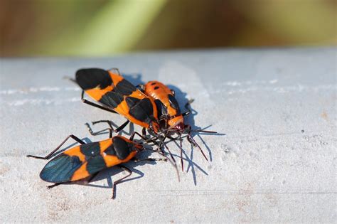 red milkweed beetle focusing on wildlife