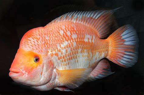 Red Devil Cichlid Complete Guide To Care Breeding Tank Size And