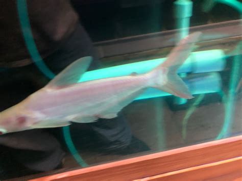 Albino Iridescent Shark For Sale Exotic Fish Shop 774 400 4598