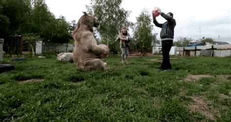 russian couple adopted an orphaned bear as a cub 23 years later they still live happily together
