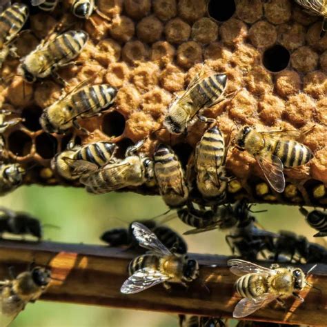 The collecting bees store the nectar in a second stomach and return to the hive, where worker bees remove the nectar. Bee Removal in South Florida | Alpine Farms Bee Removal