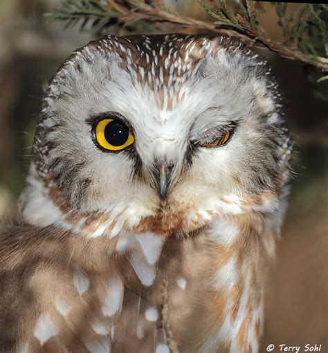 Northern Saw Whet Owl Dakota Birder