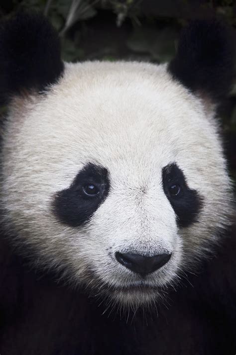 Portrait Of Panda Photograph By Alex Adams