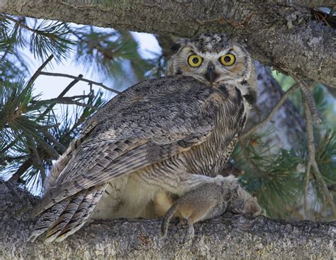 Yellowstone National Park Owls Great Horned Owl Horned Owl Owl