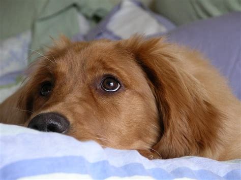The goldenretriever community on reddit. 5 Stunning Shades of Golden Retriever Colors (PICTURES)