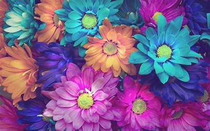 Flowers Colorful Daisy Orange Wallpapers13