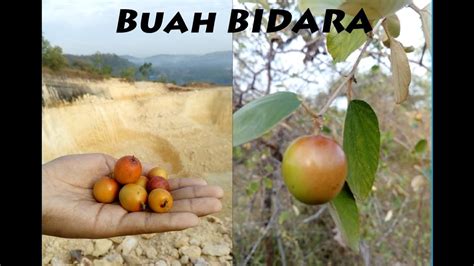 Daun bidara sendiri berwarna hijau dan memiliki bentuk elips. Berburu Buah Bidara di Madura - YouTube