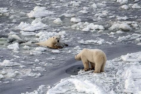 Polar Bears Live Polar Bear Face Seal Hunting Polar Bears