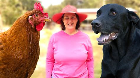 Jan 16, 2017 · how to prevent my dog attacking chickens 1. How To STOP Predators From Killing Your Chickens - YouTube
