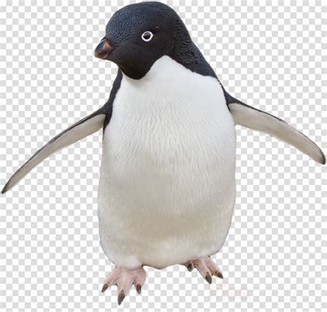 Clipart penguin adelie penguin, Clipart penguin adelie ...