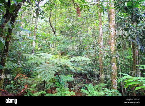 Sinharaja Forest Reserve In Sri Lanka Stock Photo Alamy