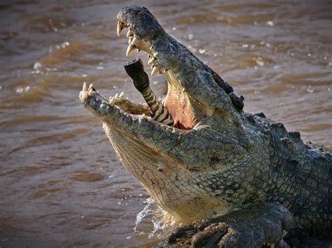 Meet The Giant Crocodile Dominator That Leaps From The Water