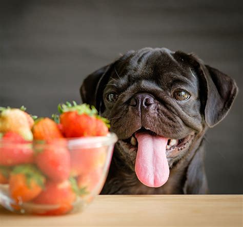 30 Verduras Y Frutas Saludables Para Perros Y Sus Beneficios
