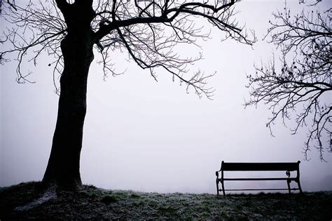 Bench Tree Alone Abstract Hd Wallpaper Peakpx