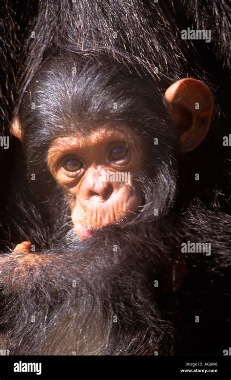 Chimpanzee Mother Baby Love Bonding Hi Res Stock Photography And Images