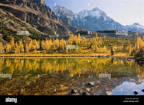 Larch Trees In Fall Opabin Plateau Lake Ohara Yoho National Park