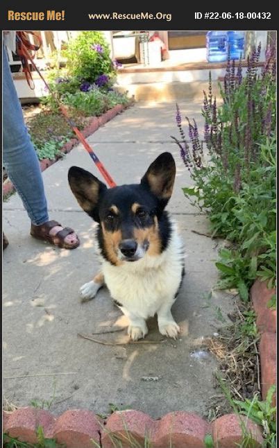 Adopt 22061800432 ~ Corgi Rescue ~ Denver Co