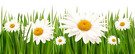 Daisies Clipart Long Grass Daisies Long Grass Transparent Free For