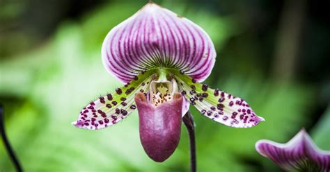 Intoxicating Putrid And Sexy How Orchid Pheromones Attract Pollinators Ypr