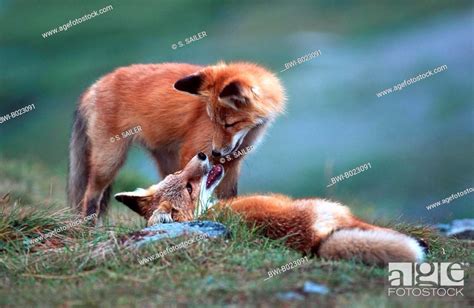 Red Fox Vulpes Vulpes Two Playing Cubs Usa Alaska Denali