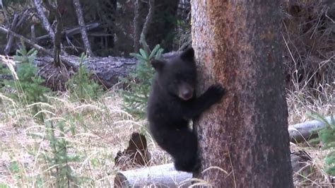 Black Bear Cubs Playing Youtube