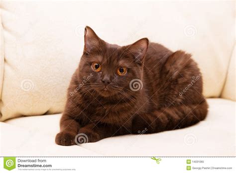 Brown Cat British Shorthair Stock Image Image Of Yellow Face 14031065