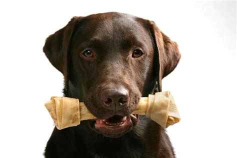 The 25 Best Rawhide for Dogs of 2020 - Pet Life Today