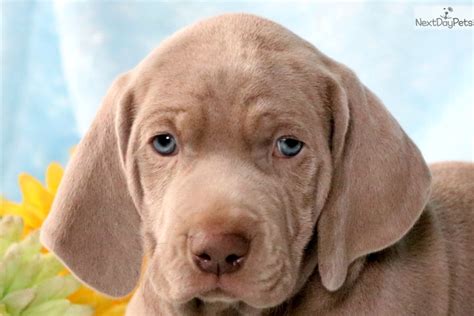 Spike Weimaraner Puppy For Sale Near Lancaster Pennsylvania