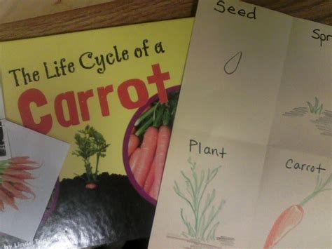 Miss Llewellyns Kindergarten Plants