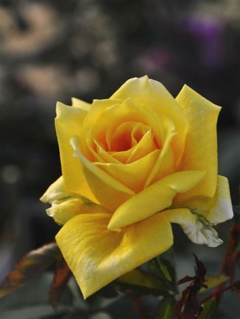 Желтые розы おしゃれまとめの人気アイデア｜pinterest｜Таьяна ハイブリッドティーローズ バラ 美しい花