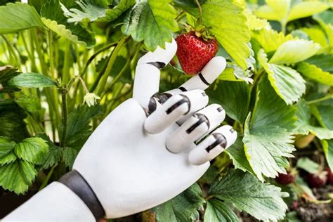 Role Of Fruit Picking Robot