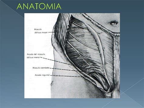 Anatomia Da Região Inguinal