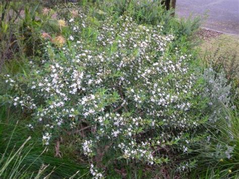 Australian Plants Society Nsw Philotheca Myoporoides Native Daphne