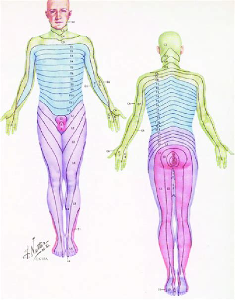 Upper Limb Dermatome Map