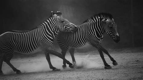 Zebra V By Printed Shadows On Deviantart