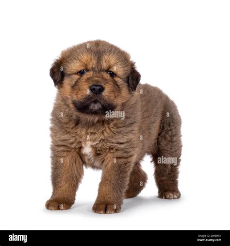 White Tibetan Mastiff Dog